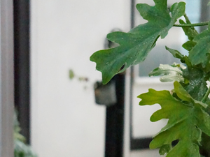 センスのイイ雑貨&グリーン